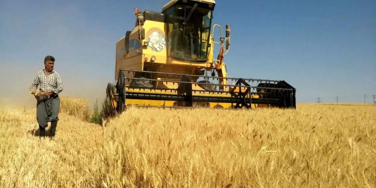 70 درصد مطالبات گندمکاران پرداخت نشده است